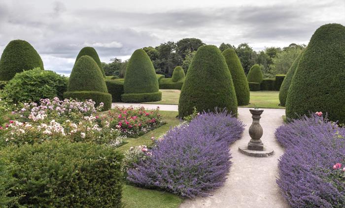 A view of Chirk Castle's garden showing flower beds filled with a variety of pink roses and topiary lining the footpaths. There is also a sundial. Nat